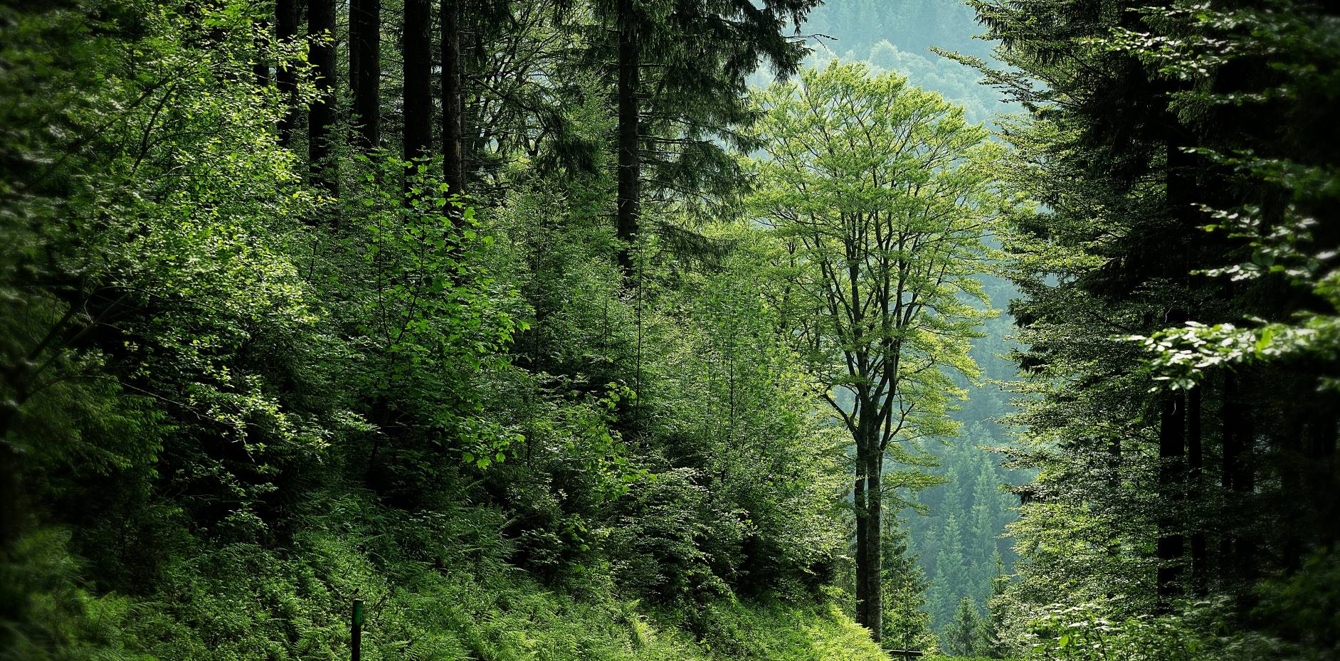 A brilliant green forest.